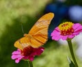 The Flame, orange butterfly, dryas iulia, Julia, butterfly with wide spread wings.