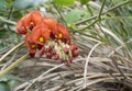 Flame pea Chorizema cordatum Royalty Free Stock Photo