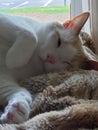 Flame point siamese Ayden 9 Royalty Free Stock Photo