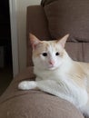 Flame point siamese Ayden 11 Royalty Free Stock Photo