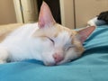 Flame point siamese Ayden 10 Royalty Free Stock Photo