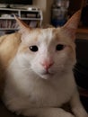 Flame point siamese Ayden 11 Royalty Free Stock Photo