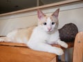 Flame point siamese Ayden 11 Royalty Free Stock Photo