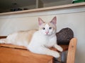 Flame point siamese Ayden 11 Royalty Free Stock Photo
