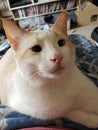 Flame point siamese Ayden 11 Royalty Free Stock Photo