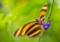 Flame Red Tiger Butterfly on flower Royalty Free Stock Photo