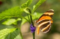 Flame Red Tiger Butterfly on flower Royalty Free Stock Photo