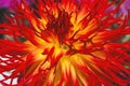 Flame Red Yellow Sandia Comanche Cactus Dahlia Flower