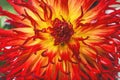 Flame Red Yellow Sandia Comanche Cactus Dahlia Flower Royalty Free Stock Photo