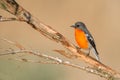 Flame Robin (Petroica phoenicea)