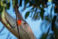 Flame Robin - Petroica phoenicea - australian brightly red small song bird, Tasmania, southern and eastern Australia Royalty Free Stock Photo