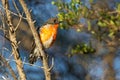 Flame Robin - Petroica phoenicea - australian brightly red small song bird, Tasmania, southern and eastern Australia Royalty Free Stock Photo