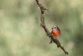 Flame Robin ( Petroica phoenicea)