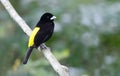 Flame-rumped Tanager Ramphocelus flammigerus