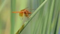 Flame Skimmer Dragonfly Close Up