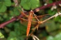 flame skimmer or firecracker skimmer viewed from above