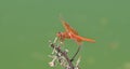 Flame Skimmer libellula saturata Dragon fly over Water