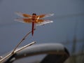 Flame Skimmer libellula saturata Dragon fly over Water