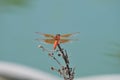 Flame Skimmer libellula saturata Dragon fly over Water Royalty Free Stock Photo