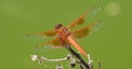 Flame Skimmer libellula saturata Dragon fly over Water