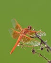 Flame Skimmer libellula saturata Dragon fly over Water