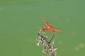 Flame Skimmer libellula saturata Dragon fly over Water