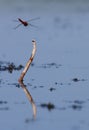 Flame Skimmer Libellula saturata dragonfly