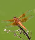 Flame Skimmer libellula saturata Dragon fly over Water