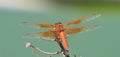 Flame Skimmer libellula saturata Dragon fly over Water