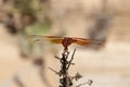 Flame Skimmer libellula saturata Dragon fly over Water
