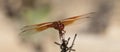 Flame Skimmer libellula saturata Dragon fly over Water Royalty Free Stock Photo