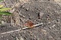 Flame skimmer Libellula saturata 1