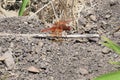 Flame skimmer Libellula saturata 5