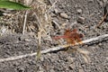 Flame skimmer Libellula saturata 3