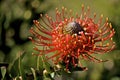 Flame Spike Leucospermum cordifolium Royalty Free Stock Photo