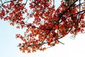 Flame tree Royalty Free Stock Photo