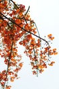 Flame tree Royalty Free Stock Photo