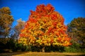 Flame tree Royalty Free Stock Photo