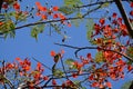 Flame tree branches with bright flowers Royalty Free Stock Photo