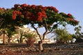 Flame tree(Flamboyant). Royalty Free Stock Photo