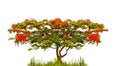 Flame tree of Flamboyant (delonix regia) isolated on white