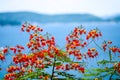 flame tree flower blooming in summer island and sea Royalty Free Stock Photo