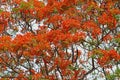 The Flame Tree, flower blooming during summertime in Thailand Royalty Free Stock Photo