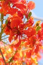 Flame Tree Flower.