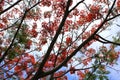 Flame tree Flower (Poinciana) blossom