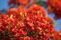 Flame Tree flower, Royal Poinciana flowe