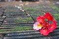 The Flame Tree flower,Royal Poinciana with moss