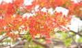 Flame Tree Flower - Royal Poinciana Tree