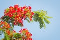 Flame Tree Flower - Royal Poinciana Tree