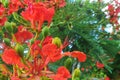 Flame tree flowers Royalty Free Stock Photo